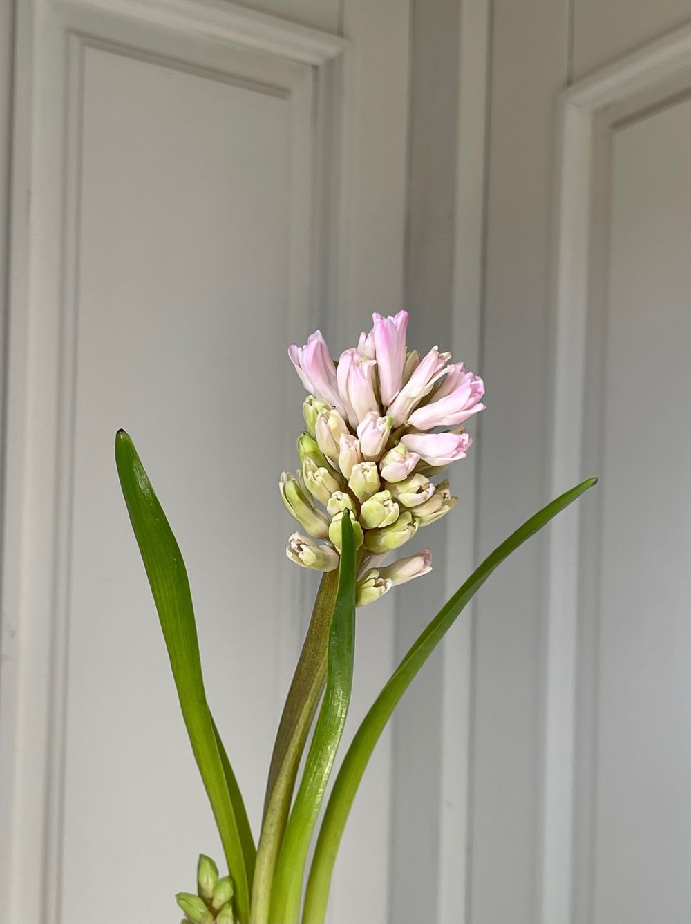 Гиацинт в розовом оттенке