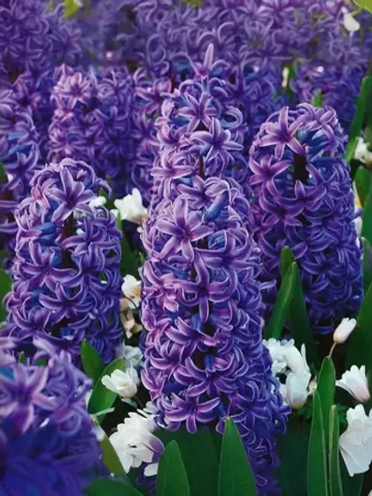 Гиацинт Блю Джекет