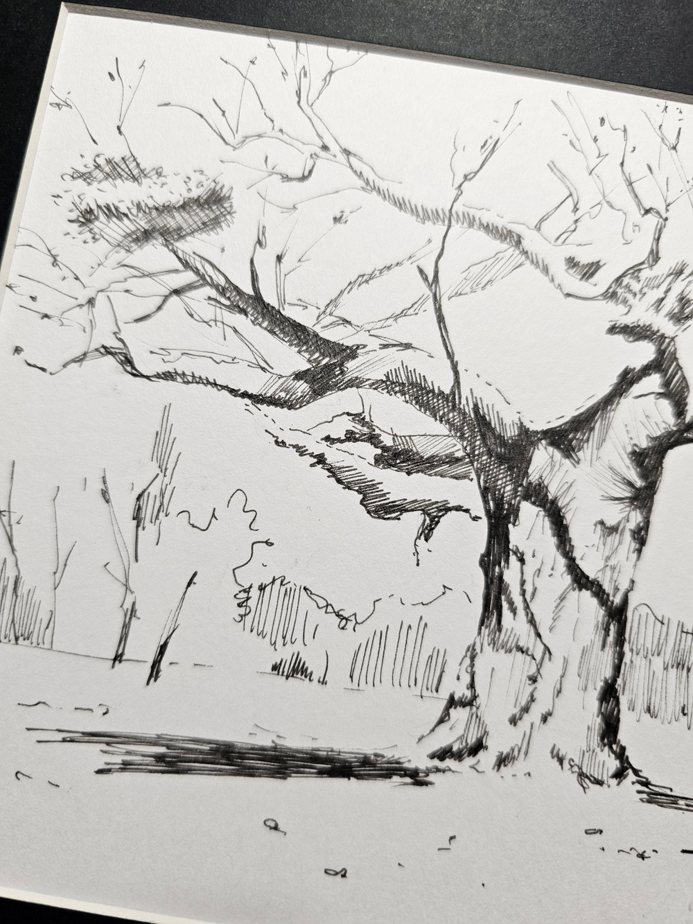 Картина, графика в паспарту 21х30 см на стену для интерьера "Дуб"