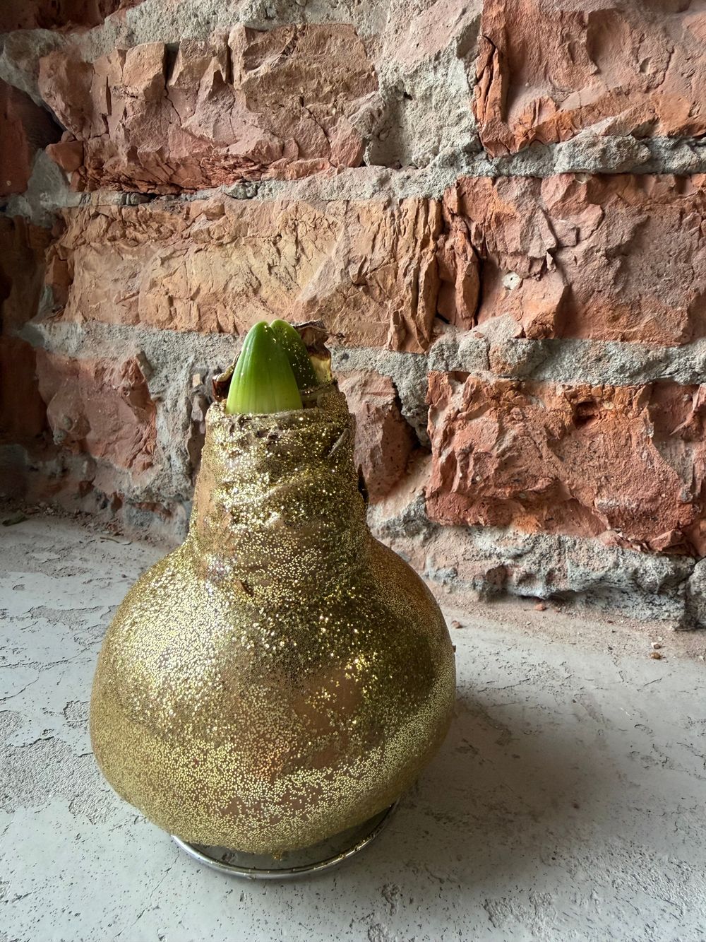 Амариллис луковица - цвет золото