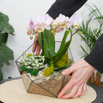 Готовый флорариум с сиреневой орхидеей Икос