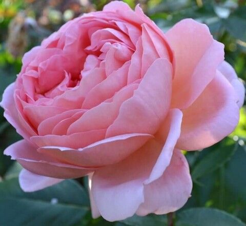 Роза английская Бразе Кадфаэль