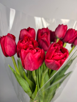 Пачка Махровых Тюльпанов (25шт.)