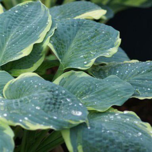 Хоста Пайзаз / Pizzazz (SM)