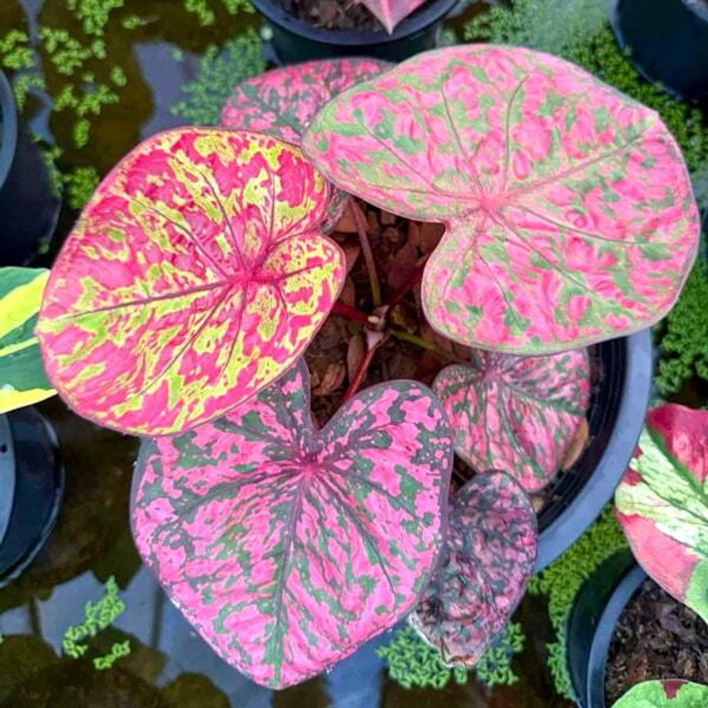 Каладиум LADY TIGER