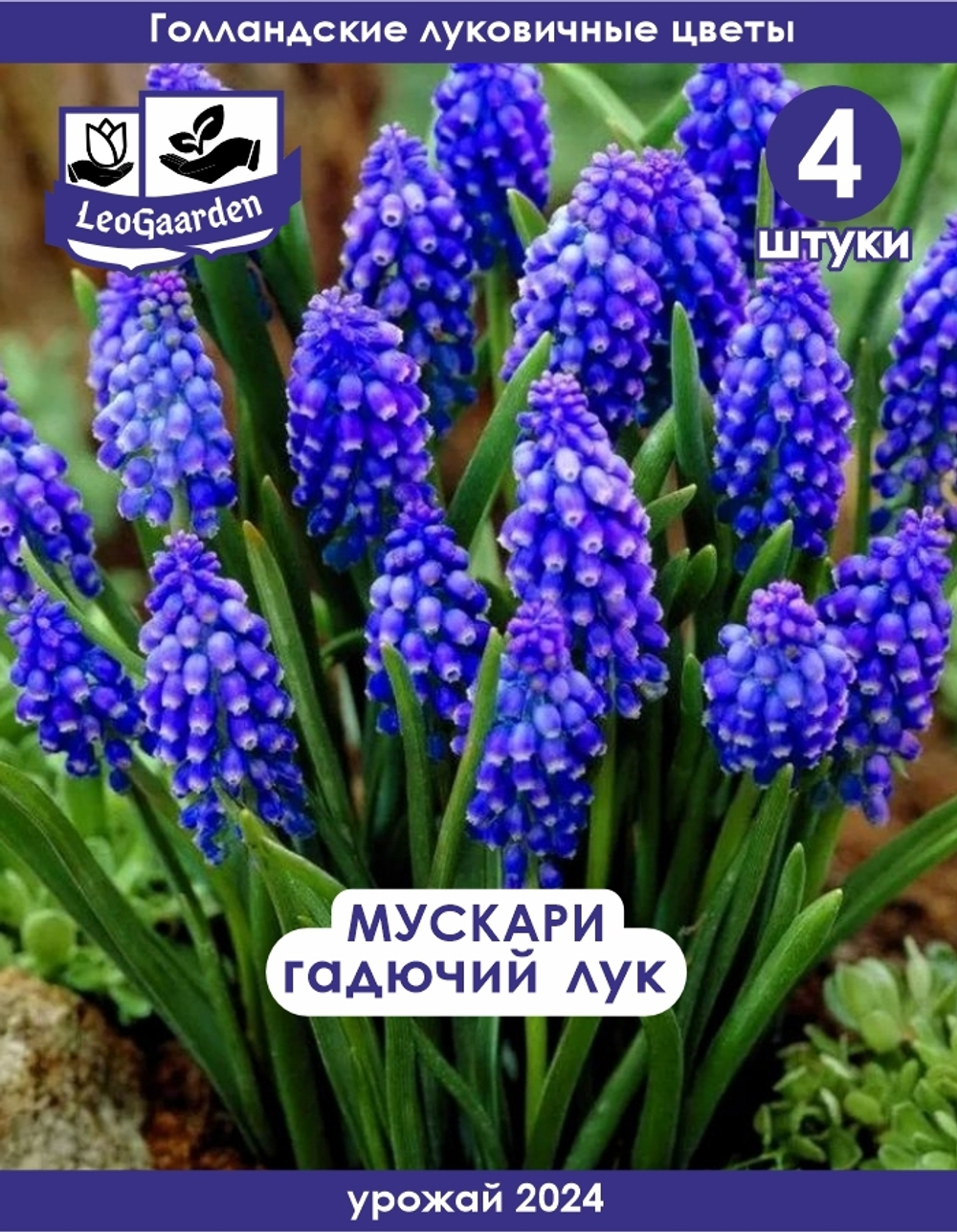 Мускари (Гадючий лук), 4 шт