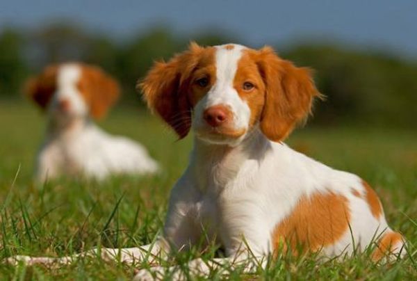 Бретонский эпаньол