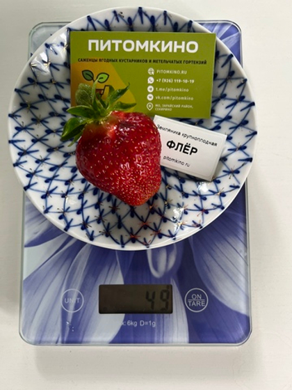 Земляника крупноплодная Флер