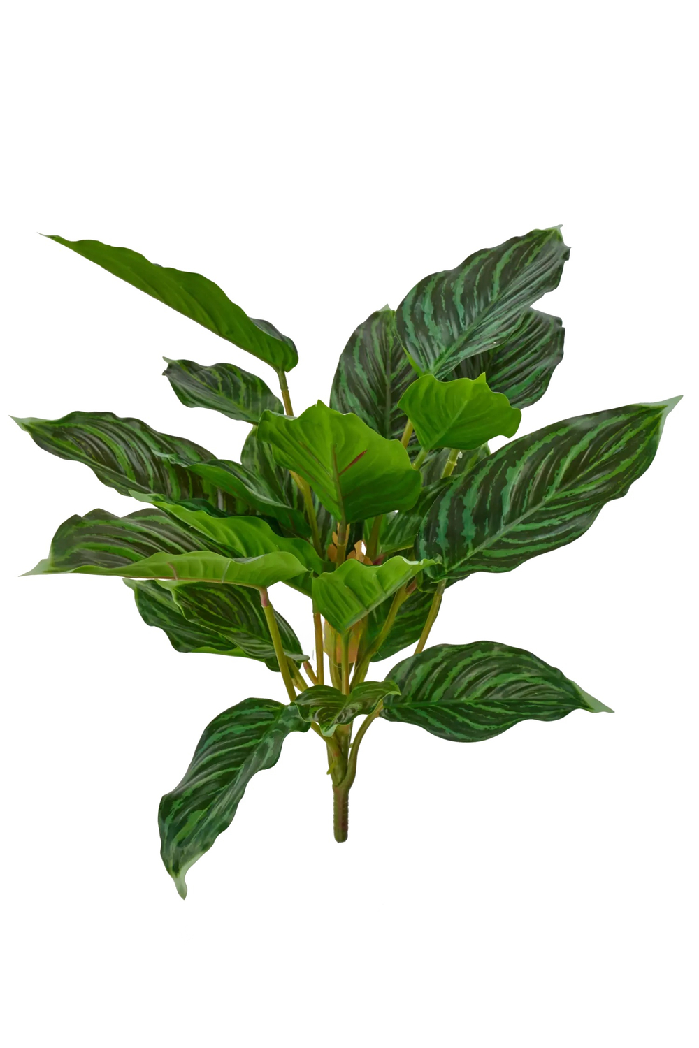 Аглаонема (24 листа)