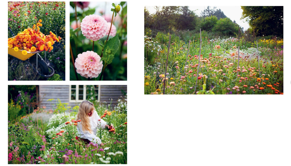Everlasting Blooms