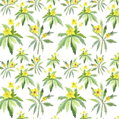 Весенние цветы. Ветреница на белом фоне.