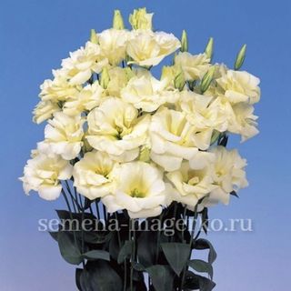 Эустома крупноцветковая F1 Эхо Еллоу 100 драже