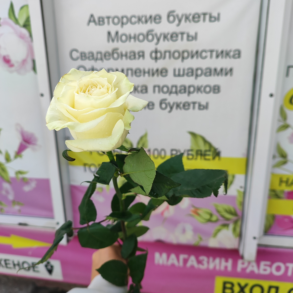 Роза Мондиаль