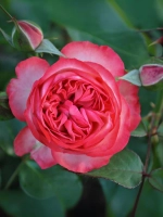 Роза плетистая Антик-89