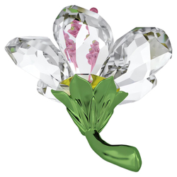 FLORERE:HIBISCUS S