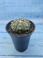 Astrophytum Asterias (Астрофитум)
