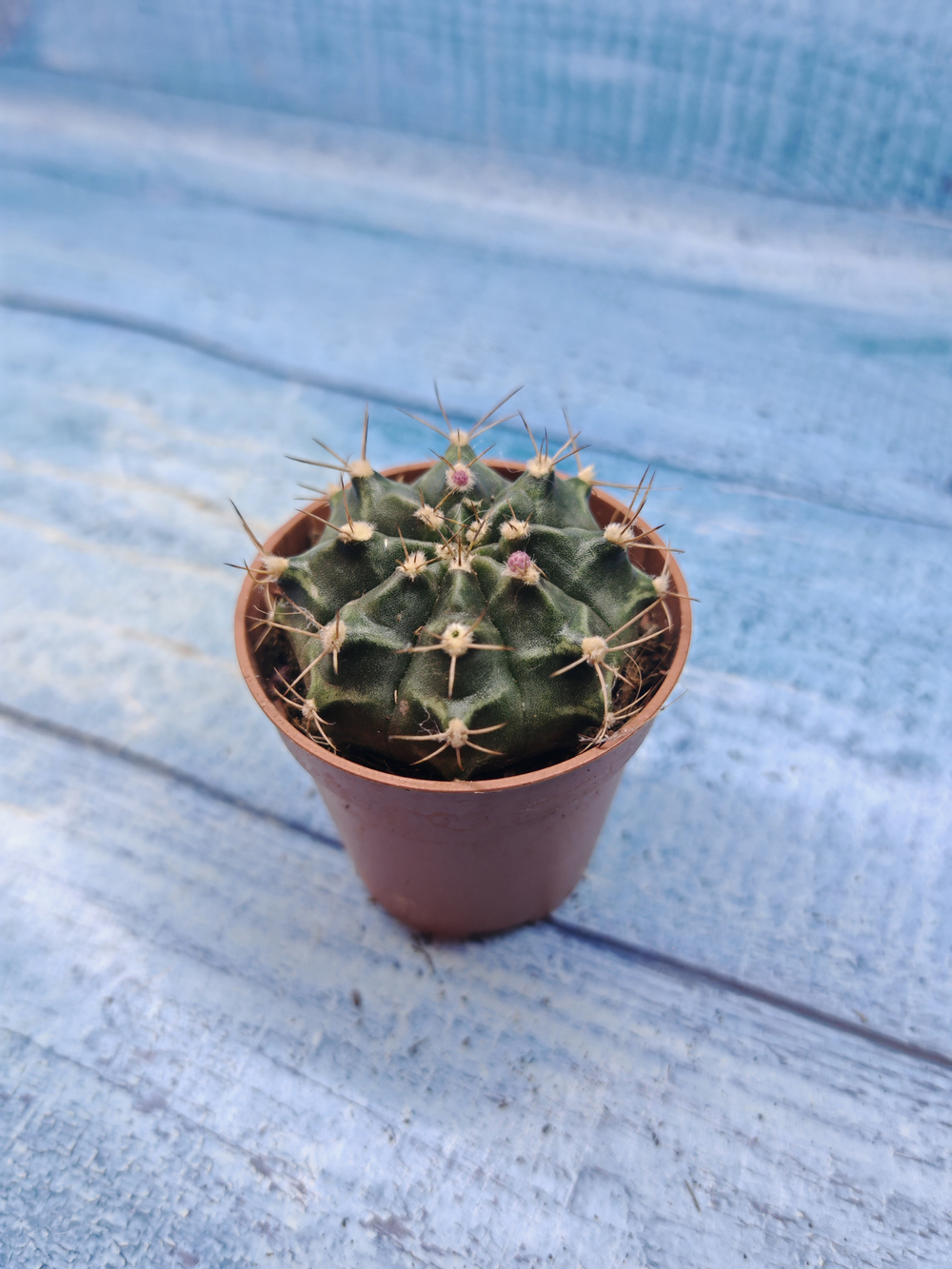 Gymnocalycium Friedrichii (Гимнокалициум)
