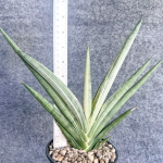 Сансевиерия MUTOMO WHITE VAR