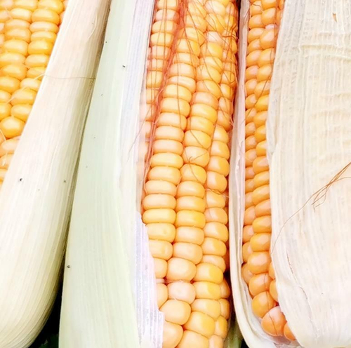 Кукуруза Северная Ранняя Пташка - Early Riser Corn