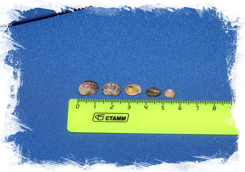 Ракушки Мангос