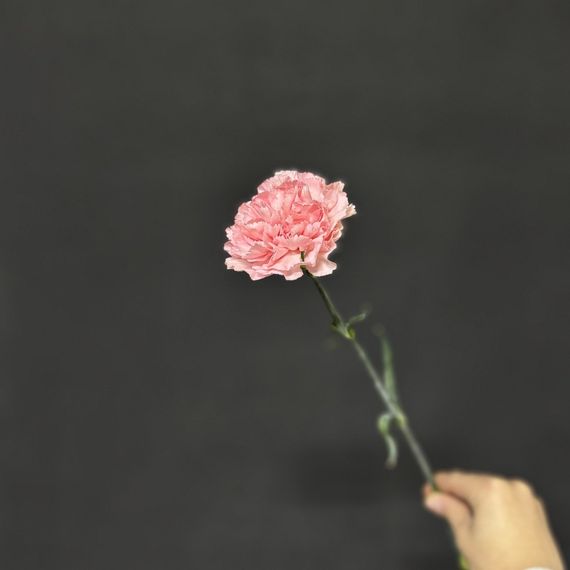 Гвоздика (диантус)