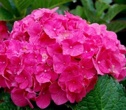 So Long Rosy /Со Лонг Рози(Стандарт поставки Р9)2025г.