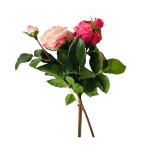 Роза Ронсар