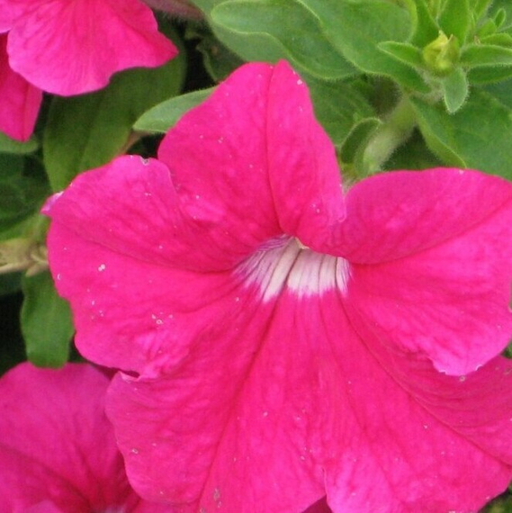 Петуния LO RIDER PINK – фото 1