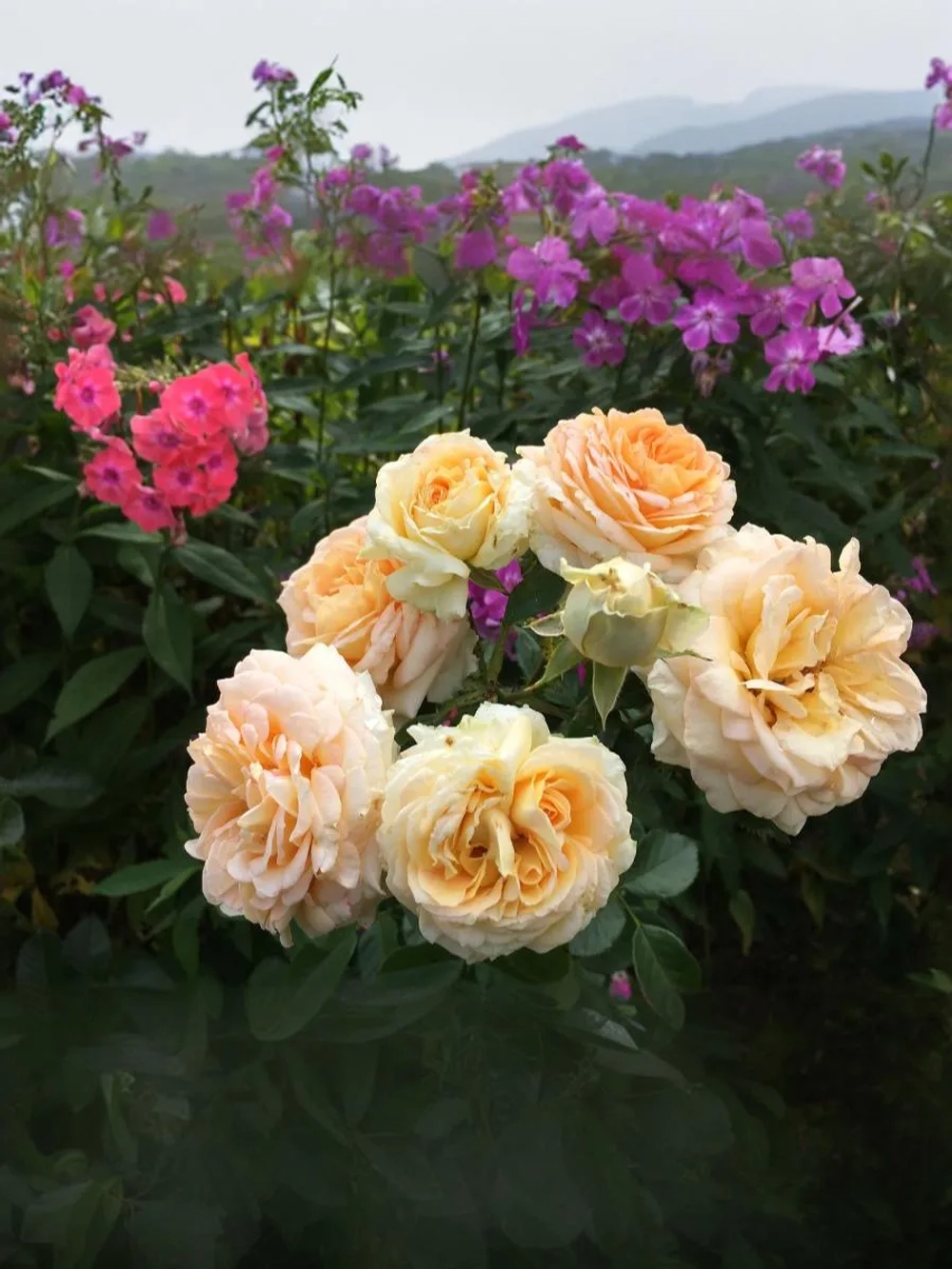 Роза шраб Ла Калессон