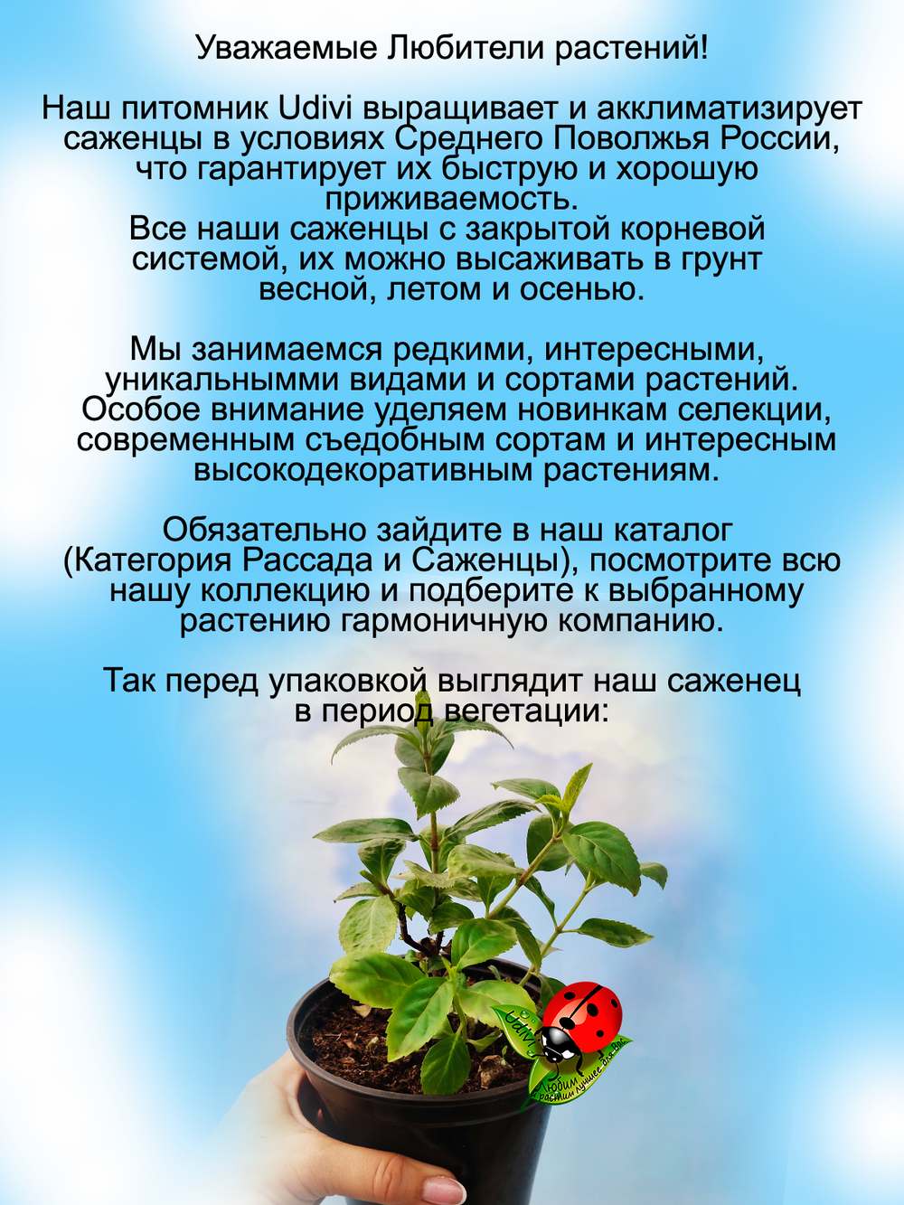 Гортензия Сбежавшая невеста.
