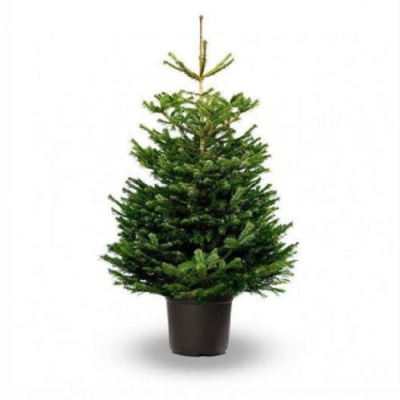 Пихта Abies Nordmanniana 40/100-125 см