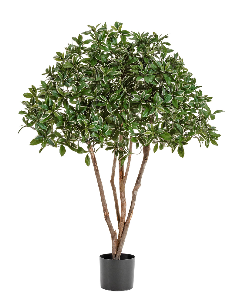 Эонимус (Бересклет) Японский зонтичный 120 см