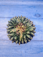 Gymnocalycium Spineless Crested form (Гимнокалициум)