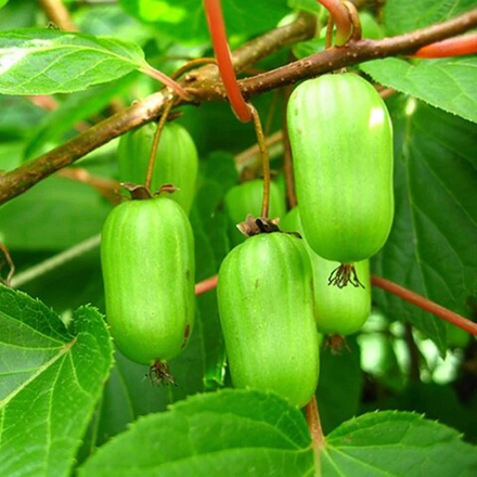 Актинидия Память Учителя