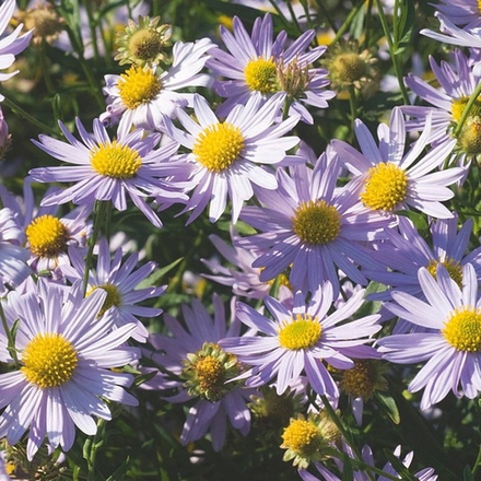 Калемерис вырезной "Blue Star". Kalimeris incisa "Blue Star".