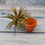 Тиландсия атмосферная (Tillandsia sp.)