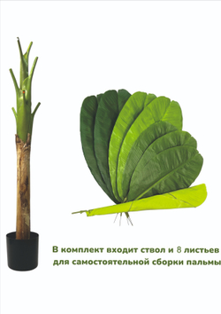 Банановая пальма 150 см.