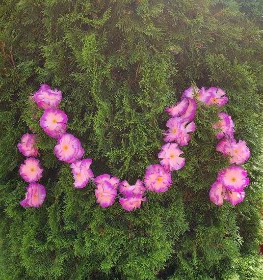 Гирлянда из цветов крупных, темно-розовая