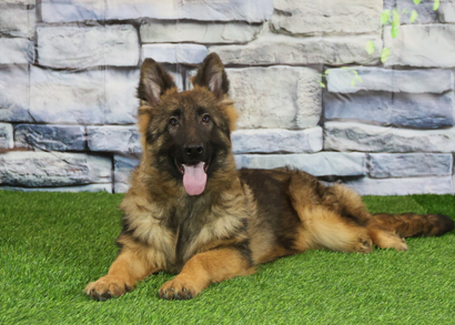 ЛИМОН Из Поместья Боговик - 14.06.2025 д.р.