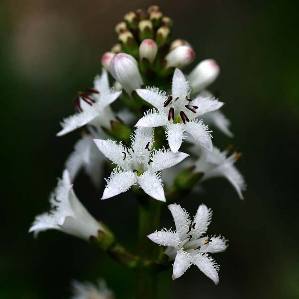 Вахта трехлистная (трава) 500гр.