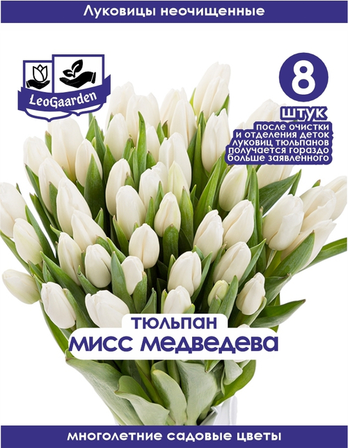 Тюльпан Луковица, Мисс Медведева, 8+шт