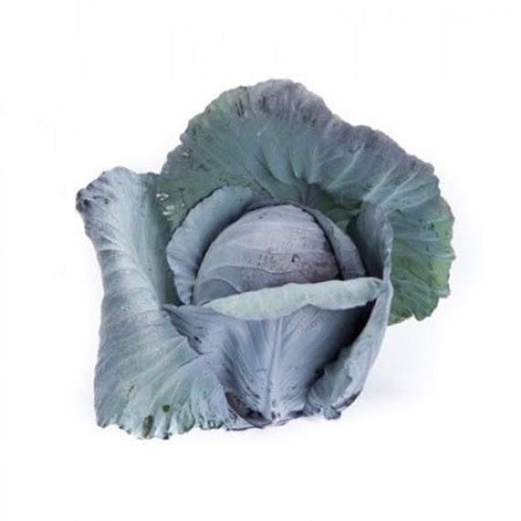 Редма F1 семена капусты краснокочанной (Rijk Zwaan /ALEXAGRO) культура – фото 3