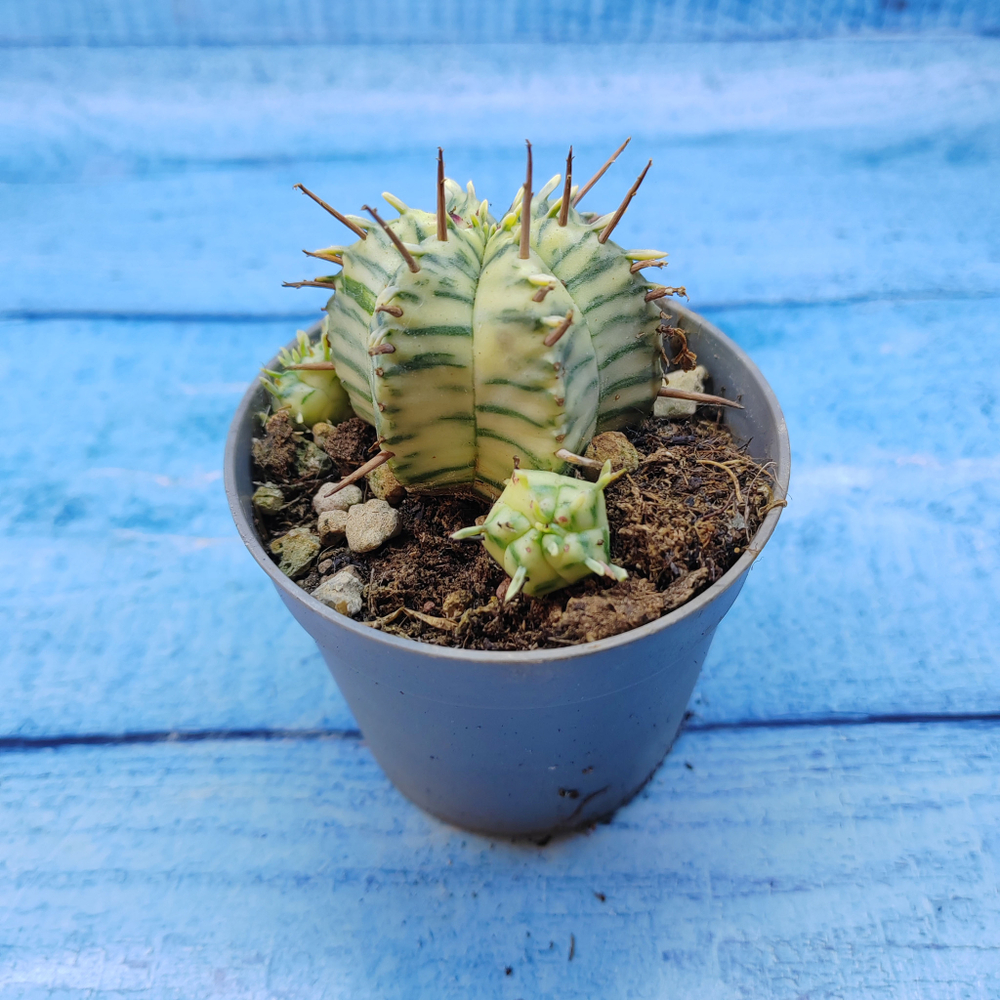 Euphorbia meloformis f. Variegated (Эуфорбия вариегатная)