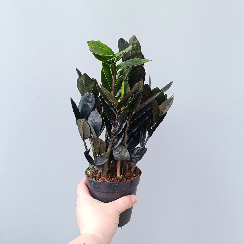 Замиокулькас черный