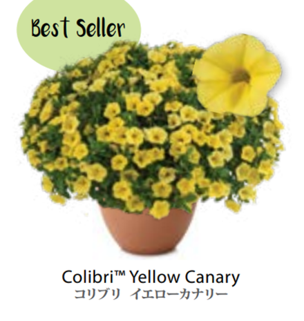 ЕВРО Calibrachoa Colibri Yellow Canary укорененный черенок середина декабря 25