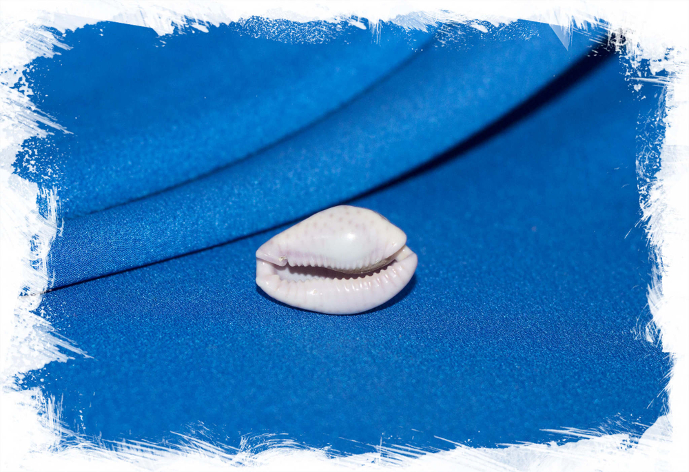 Ракушка Ципрея маргиналис, Cypraea marginalis