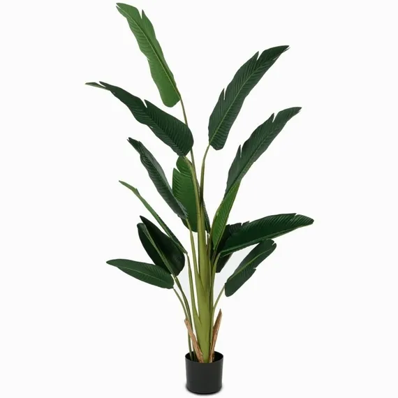 Банановое дерево куст высота 180 см