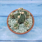 Astrophytum Myriostigma "Hakujo Fukuryu"  (Астрофитум)