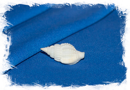 Нассария висайенсис (Nassaria visayensis)