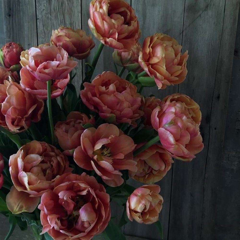 Тюльпан Коппер Имэдж Закупка М78 сентябрь 2026